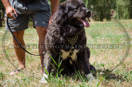studded walking dog harness for Caucasian Shepherd