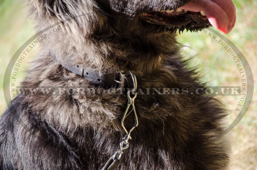 wide brown leather dog collar for Caucasian Shepherd