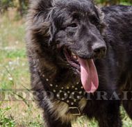 Y-shaped Studded Leather Dog Harness for Caucasian Shepherd