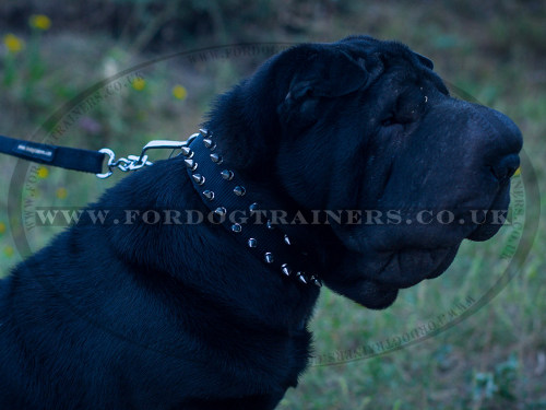 Chinese Shar Pei Spiked Collar for Dogs