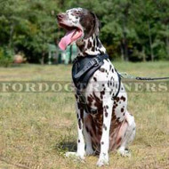 Padded Dog Harness for Dalmatian Training