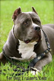 pitbull terrier dog breed