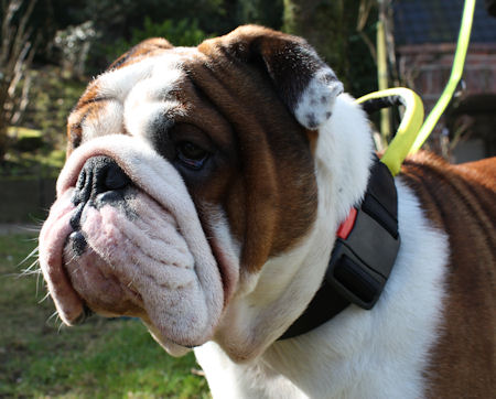 English Bulldog Collars with Handle  Nylon Collar for Bulldog