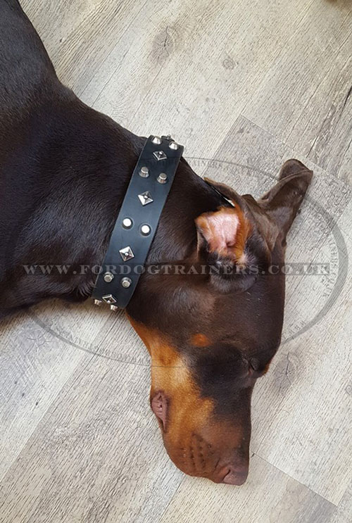 Designer Dog Collar for Doberman