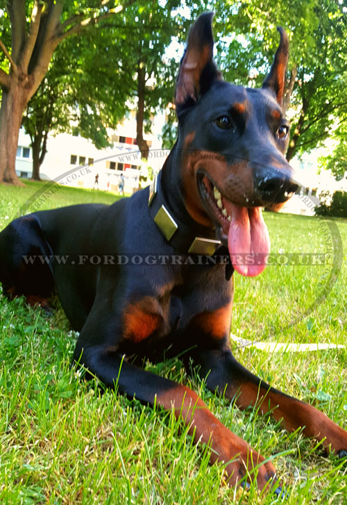 Large Dog Collar for Doberman