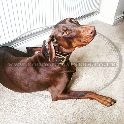 The Best Dog Collar for Dobermans