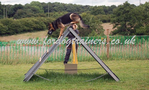 Dog Steeplechase