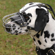 Dalmatian Muzzle