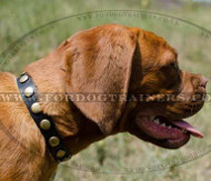 Dog Necklace Collar for Dogue De Bordeaux Dogs for Sale