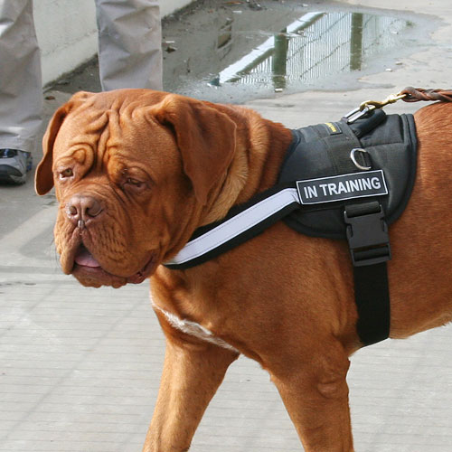Nylon dog harness for Dogue de Bordeaux