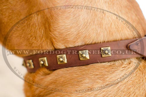 Dogue De Bordeaux Dog Collar