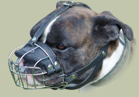 Boxer muzzle