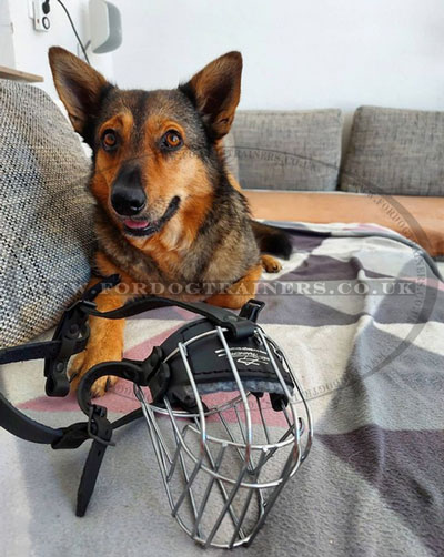 Wire Basket Muzzles for Small Dogs of Top Quality