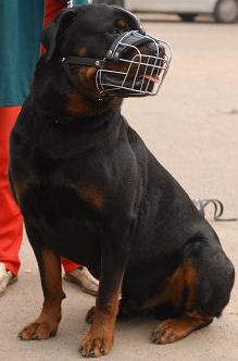 Rottweiler muzzle UK