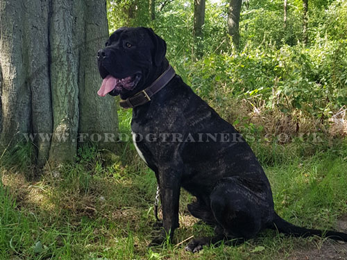 Padded Dog Collar for Neapolitan Mastiff