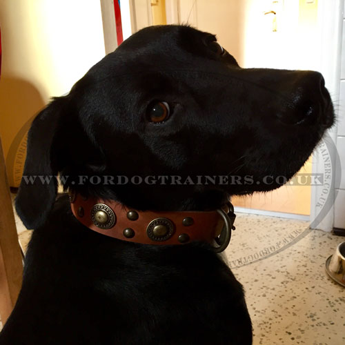Studded Leather Dog Collar Design