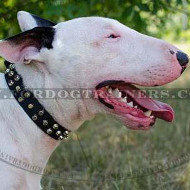 English Bull Terrier Collars New Studded Design - Best Price!