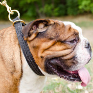 English Bulldog Choke Dog Collar | Braided Dog Collar Choke