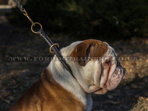 English Bulldog Training Dog Collar Choker