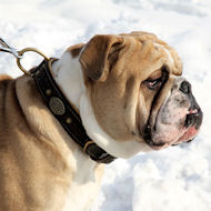 English Bulldog Collar Nappa Padded | Royal Dog Collar Design