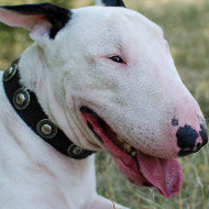 English Bull Terrier Collar with Vintage Studs
