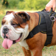 Best Dog Harness for Universal Use| Nylon Dog Harness UK