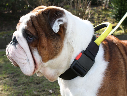 English Bulldog Collars with Handle | Nylon Collar for Bulldog