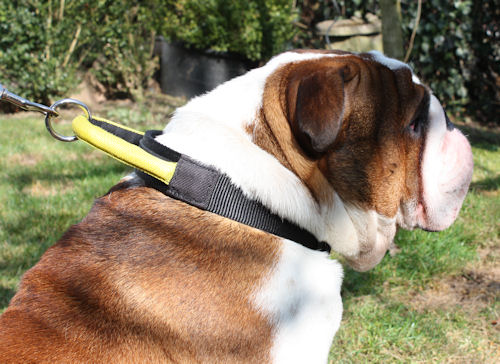 English Bulldog Collars With Handle