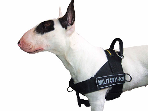 Nylon Dog Harness for English Bull Terrier