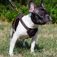 French Bulldog Harness UK | Small Dog Harness for French Bulldog - Click Image to Close