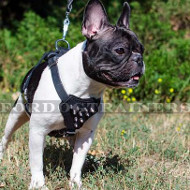 Small Dog Harness UK