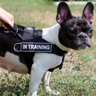 French Bulldog Harness for Stop Dog Pulling | Small Dog
Harness