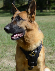 New German Shepherd Harness for Walking and Agitation
Work