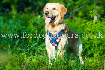 Golden Retriever Harness