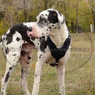 Comfort And Soft Padded Dog Harness For Great Dane