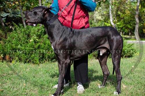 Great Dane Nylon Collar for Dogs