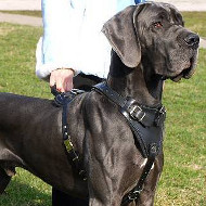 Great Dane Harness for Dogs Training | Strong Dog Harness