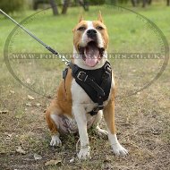 Leather Dog Harness for Staffy