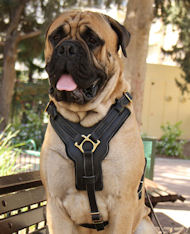 Leather Dog Harness for Boerboel Mastiff | Luxury Dog
Harness UK