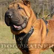 The Best Dog Harness for a Shar Pei