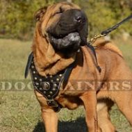 The Best Harness for a Shar Pei Royal Look
