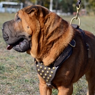 The Best Harness for a Shar Pei with Brass Adornments