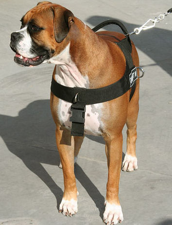 boxer harness uk