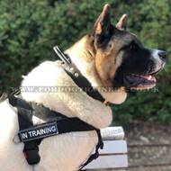 Japanese Akita Dog Harness UK Bestseller to Stop Dog Pulling