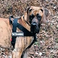Great Dane Dog Harness Best No Pull Action