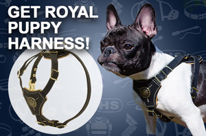 Rope Dog Leash