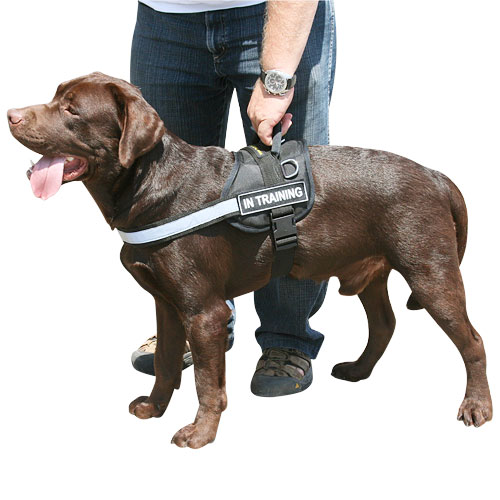 Nylon harness for Labrador