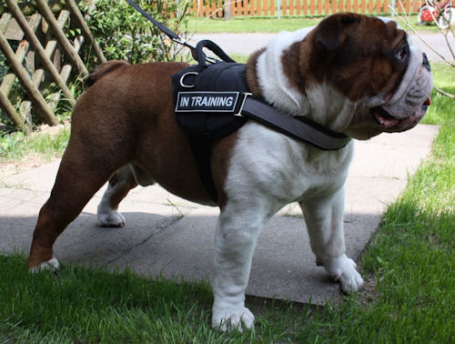 Nylon harness for English Bulldog