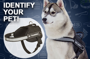Spiked Dog Collar