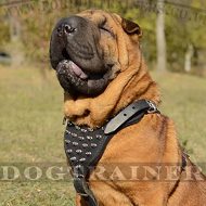 Chinese Shar Pei Leather Harness for Dogs' Comfort and Style Spiked